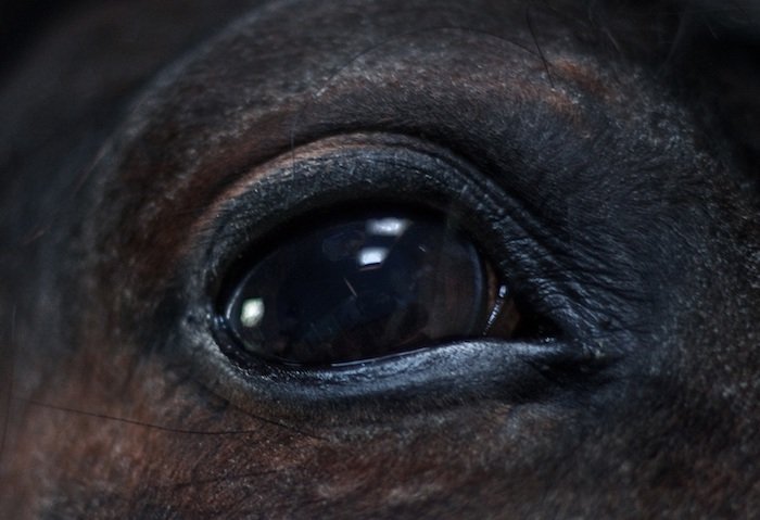 Consciousness looking through eye of horse