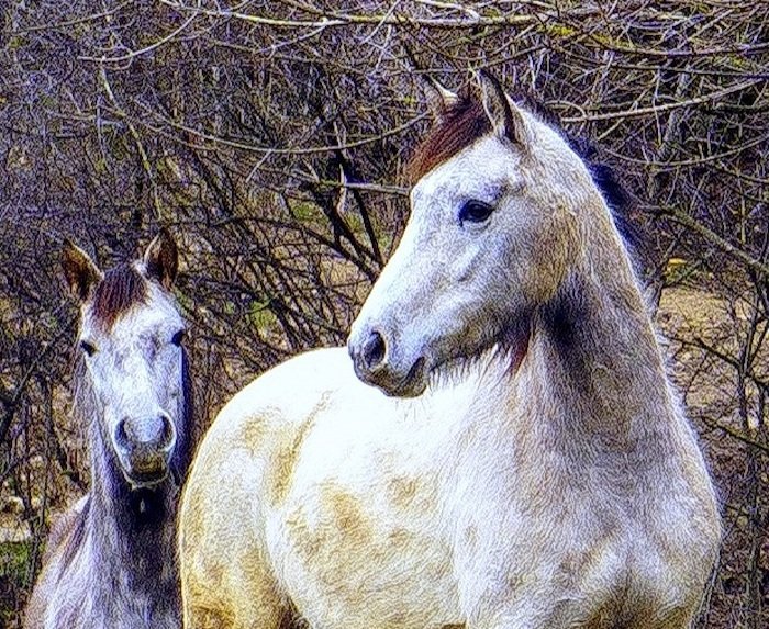 Two horses in environment