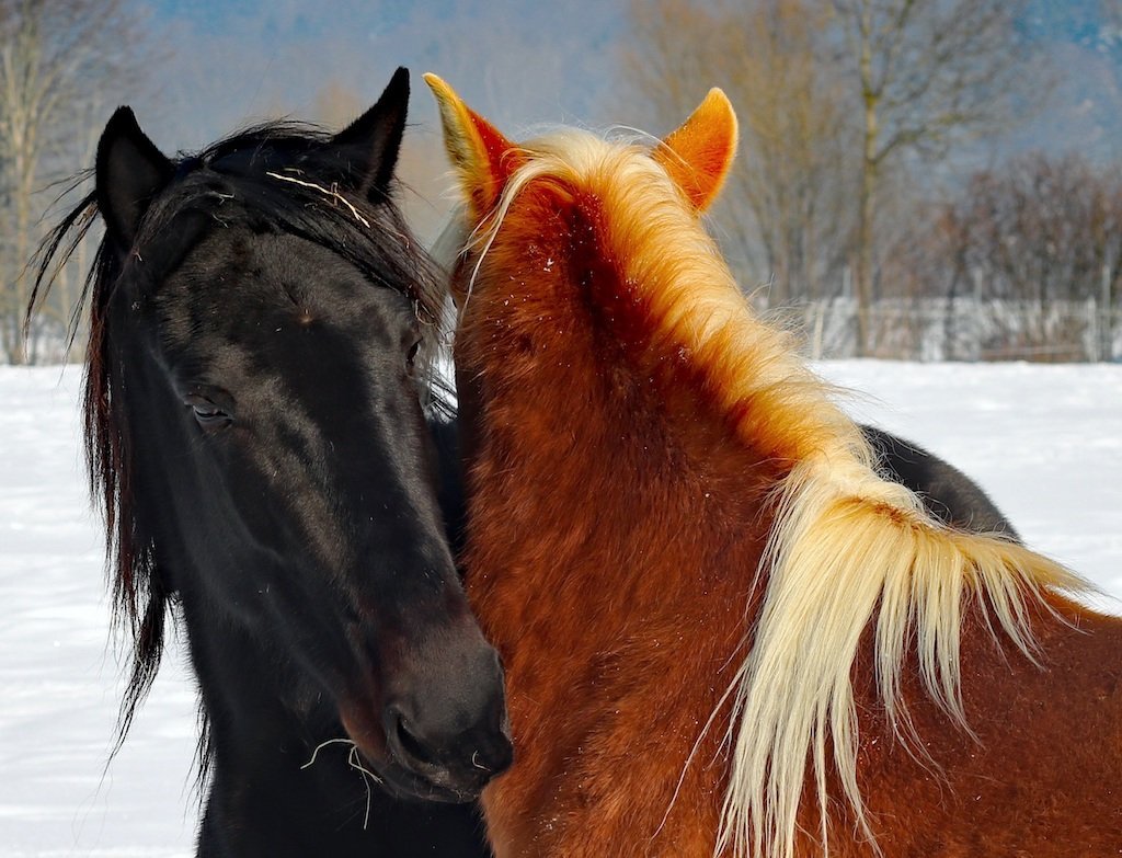 Two horses in themselves with each other
